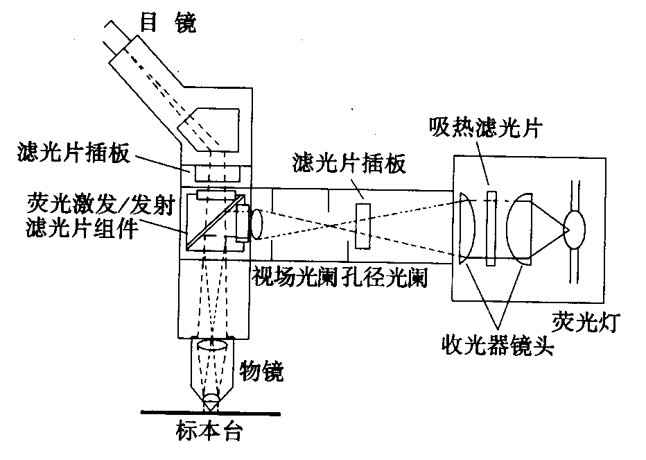 熒光顯微鏡原理圖，激發(fā)濾板和壓制濾色系統(tǒng)